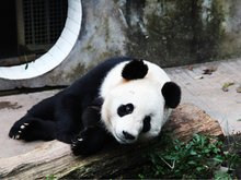 雅安碧峰峡熊猫基地