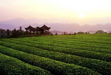 名山茶及茶文化
