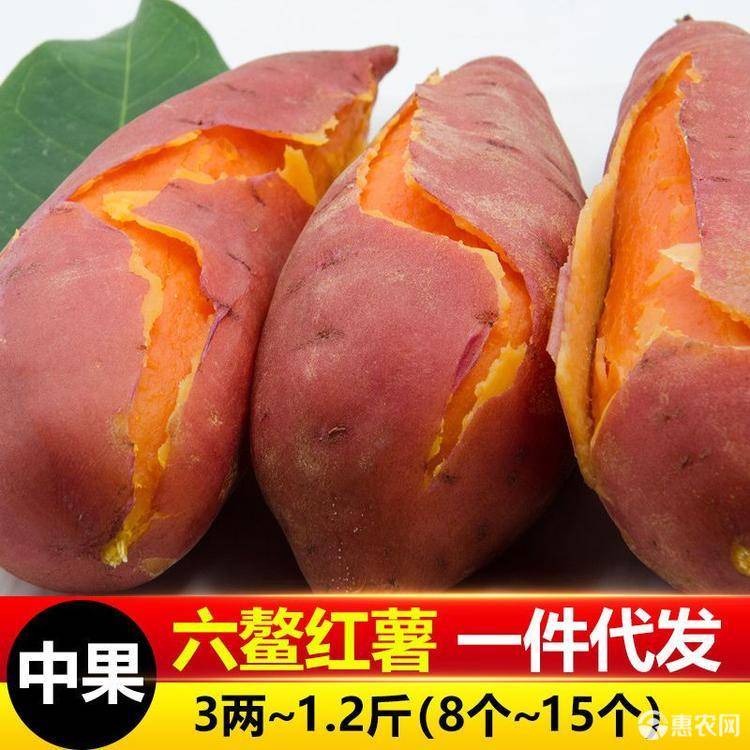 六鳌红薯中果 