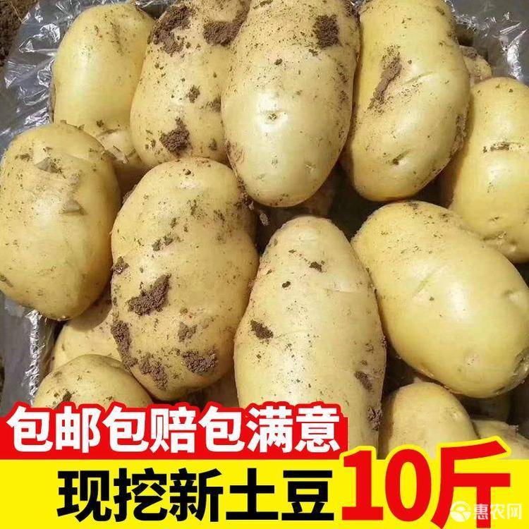 正常发货（新鲜大土豆10斤新鲜现挖洋芋黄心小土豆批发马铃薯 