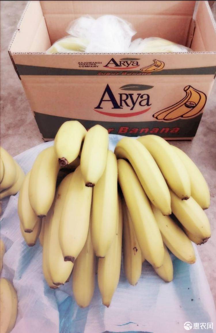（可以发货） 云南新鲜香蕉高山香蕉10斤包邮支持一件代发 