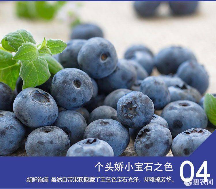 智利进口鲜果蓝莓，当季新鲜时令水果顺丰包邮，初九发货 